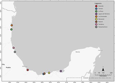 Hydrocarbons occurrence and transcriptomic response of oyster Crassostrea virginica from lagoons of the Southern Gulf of Mexico